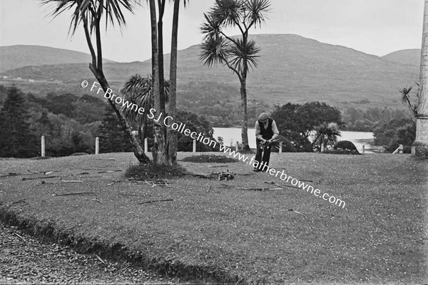 ICA COLLECTING FALLEN  DRACINIA LEAVES  CABBAGE PALMS